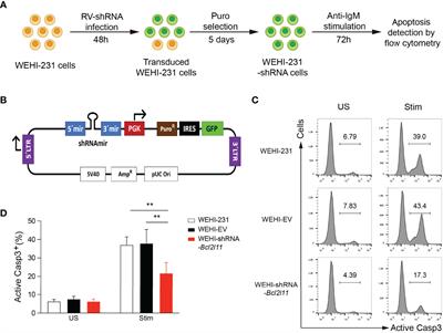 Analysis of a miR-148a Targetome in B Cell Central Tolerance